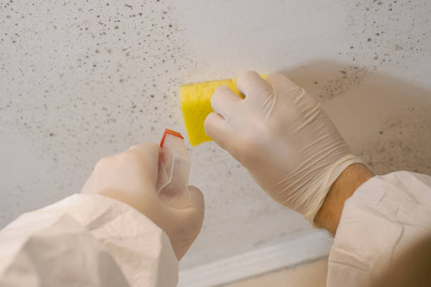Best Mold Odor Removal Services  in Clear Lake, SD
