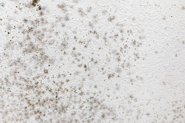 Best Residential Mold Inspection & Testing  in Clear Lake, SD