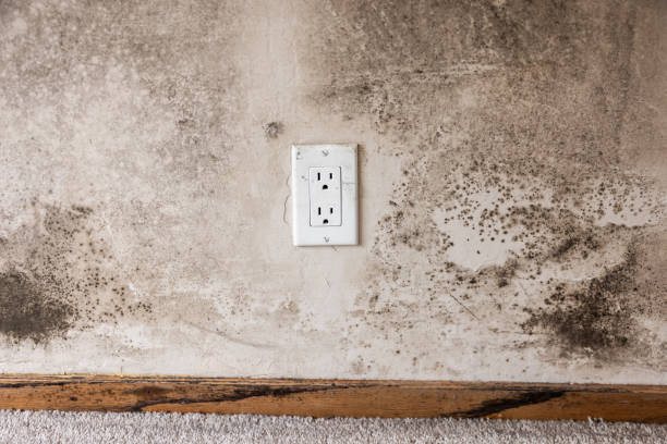Best Basement Mold Removal  in Clear Lake, SD