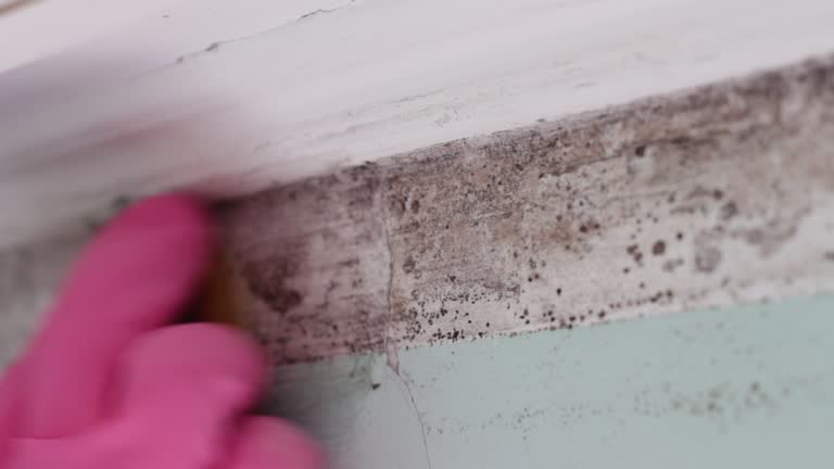 Best Emergency Mold Remediation  in Clear Lake, SD